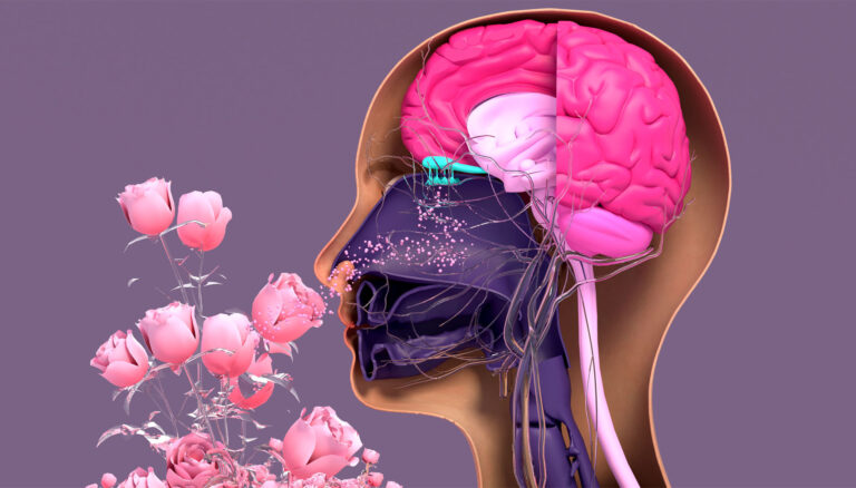 World of Olfaction: How Scents Affect Your Brain and Mood